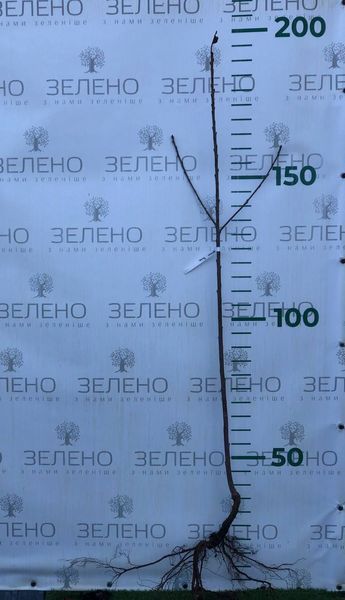 Черешня Бігаро Бурлат / Bigarreau Burlat, відкритий корінь ЧББВК2026 фото