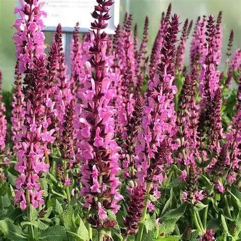 Шавлія дібровна Карадонна Пінк / Caradonna Pink, контейнер 1 л ШДКП2026 фото