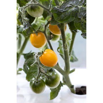 Томат Twiggy Orange F1, контейнер 3 л ТТОК2026 фото