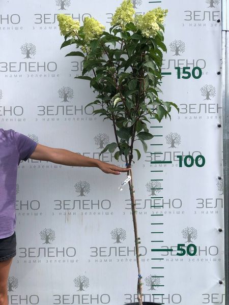 Гортензія волотиста Ваніла Фрайз, на штамбі 100 см ДШ011 фото