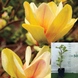 Магнолія Сансейшн /Magnolia Sunsation, висота 30-50 см ДП097 фото 1