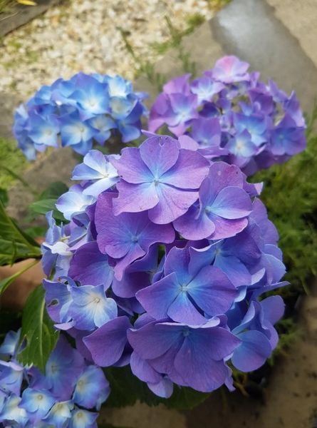 Гортензія широколиста Блауе цверг (Blauer Zwerg), контейнер р9 КГ03 фото
