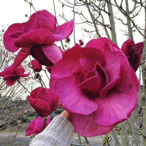Магнолія Вулкан, (Magnolia Vulcan) СІ07 фото