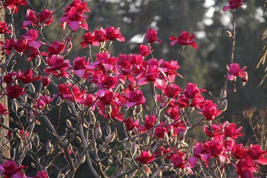 Магнолія Вулкан, (Magnolia Vulcan) СІ07 фото