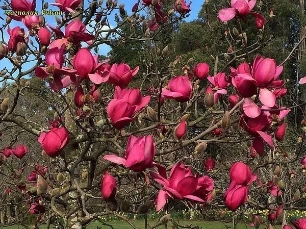 Магнолія Вулкан, (Magnolia Vulcan) СІ07 фото