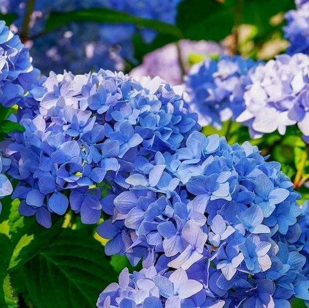 Гортензія широколиста Блауе цверг (Blauer Zwerg), контейнер р9 КГ03 фото