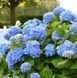 Гортензія широколиста Блауе цверг (Blauer Zwerg), контейнер р9 КГ03 фото 1