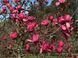 Магнолія Вулкан, (Magnolia Vulcan) СІ07 фото 5