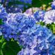 Гортензія широколиста Блауе цверг (Blauer Zwerg), контейнер р9 КГ03 фото 3