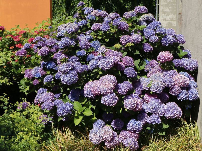 Гортензія широколиста Блауе цверг (Blauer Zwerg), контейнер р9 КГ03 фото