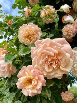 Троянда плетиста Піч Мельба / Peach Melba 2026, контейнер ТПМ2026 фото
