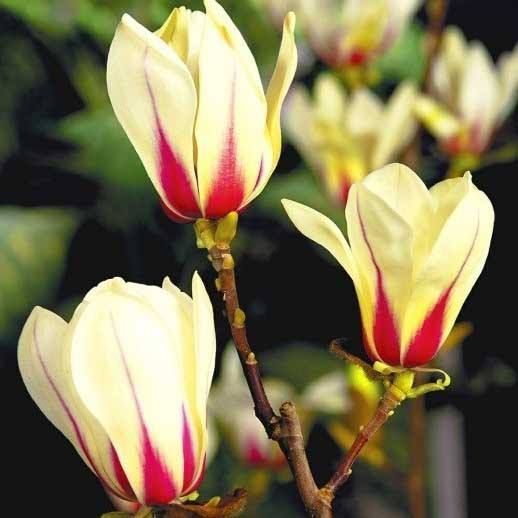 Магнолія Санрайз / Magnolia Sunrise ДП096 фото