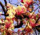 Магнолія Санрайз / Magnolia Sunrise ДП096 фото 4