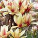 Магнолія Санрайз / Magnolia Sunrise ДП096 фото 5