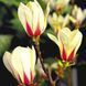 Магнолія Санрайз / Magnolia Sunrise ДП096 фото 3