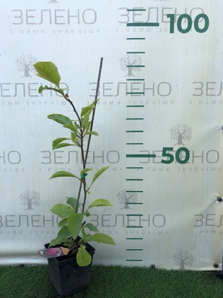Магнолія Блек Тюліп / Black Tulip, висота 50-70 см ЛД03 фото