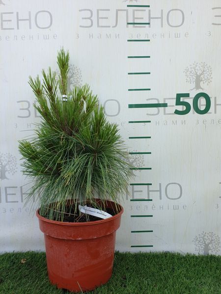 Сосна шверіна/ Pinus schwerinii Wiethorst, контейнер 5 л СШВ29 фото