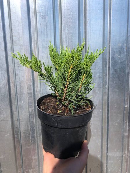 Ялівець козацький Тамарисцифолія / Tamariscifolia, контейнер 1,5 л ЯКТК2026 фото