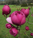 Магнолія Блек Тюліп / Black Tulip, висота 50-70 см ЛД03 фото 4