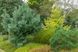 Сосна шверіна/ Pinus schwerinii Wiethorst, контейнер 5 л СШВ29 фото 3
