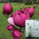 Магнолія Блек Тюліп / Black Tulip, висота 50-70 см ЛД03 фото 1