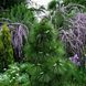 Сосна шверіна/ Pinus schwerinii Wiethorst, контейнер 5 л СШВ29 фото 4