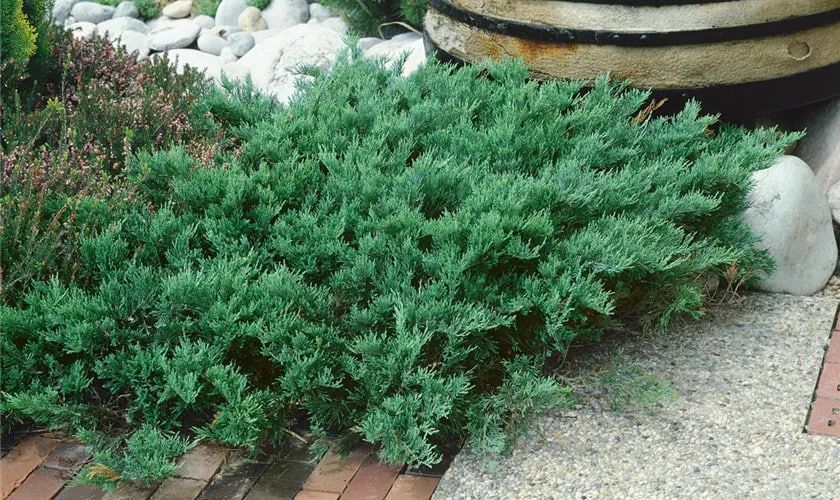 Ялівець козацький Тамарисцифолія / Tamariscifolia, контейнер 1,5 л ЯКТК2026 фото