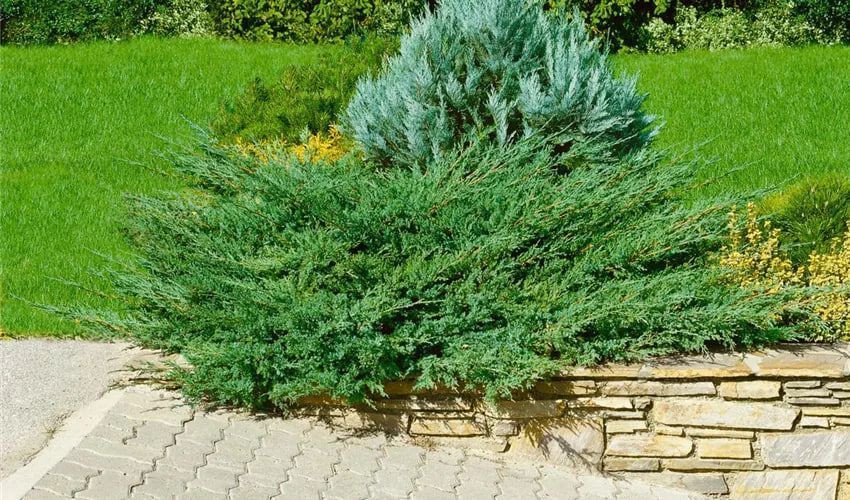 Ялівець козацький Тамарисцифолія / Tamariscifolia, контейнер 1,5 л ЯКТК2026 фото
