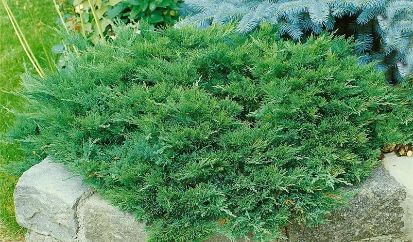 Ялівець козацький Тамарисцифолія / Tamariscifolia, контейнер 1,5 л ЯКТК2026 фото