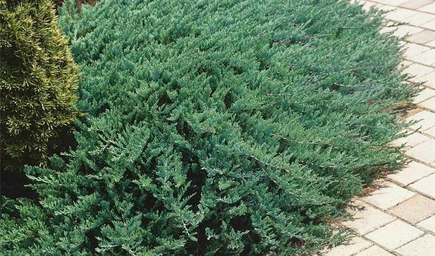 Ялівець козацький Тамарисцифолія / Tamariscifolia, контейнер 1,5 л ЯКТК2026 фото