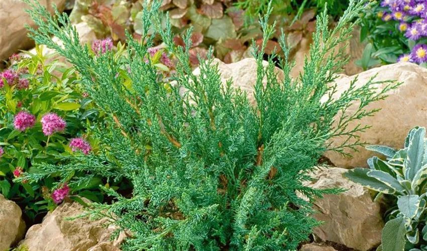 Ялівець козацький Тамарисцифолія / Tamariscifolia, контейнер 1,5 л ЯКТК2026 фото