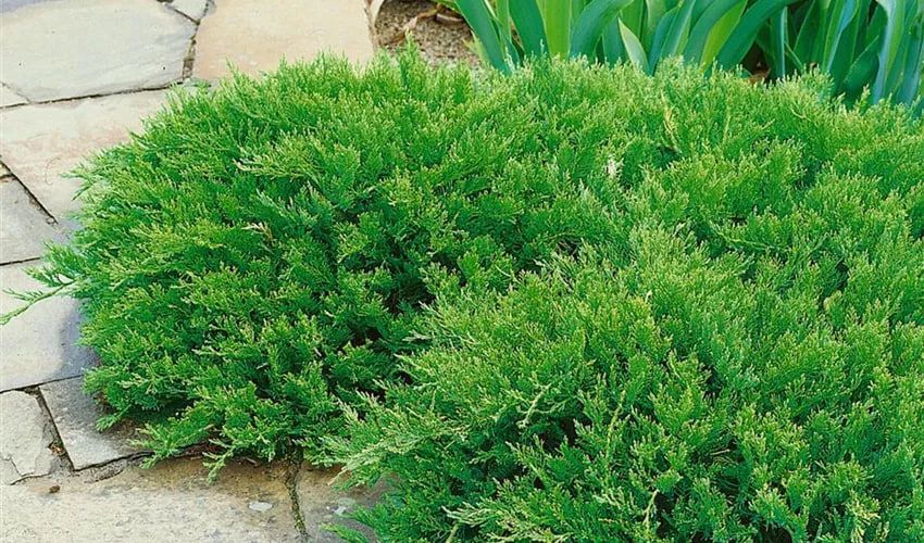 Ялівець козацький Тамарисцифолія / Tamariscifolia, контейнер 1,5 л ЯКТК2026 фото