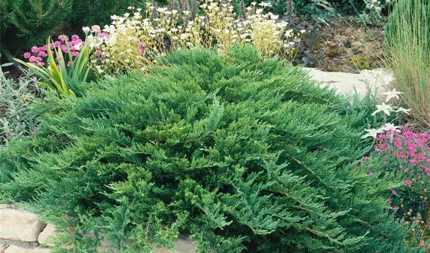 Ялівець козацький Тамарисцифолія / Tamariscifolia, контейнер 1,5 л ЯКТК2026 фото