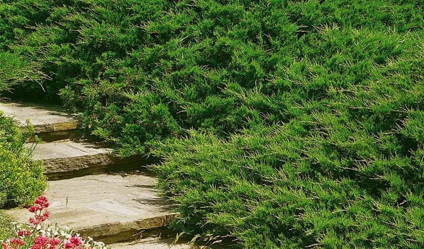 Ялівець козацький Тамарисцифолія / Tamariscifolia, контейнер 1,5 л ЯКТК2026 фото