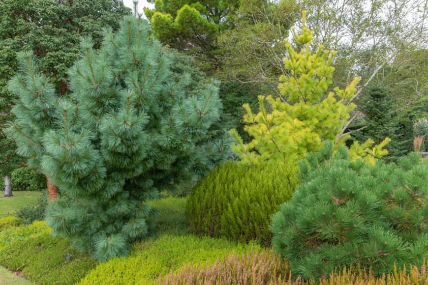 Сосна шверіна/ Pinus schwerinii Wiethorst, контейнер 5 л СШВ29 фото